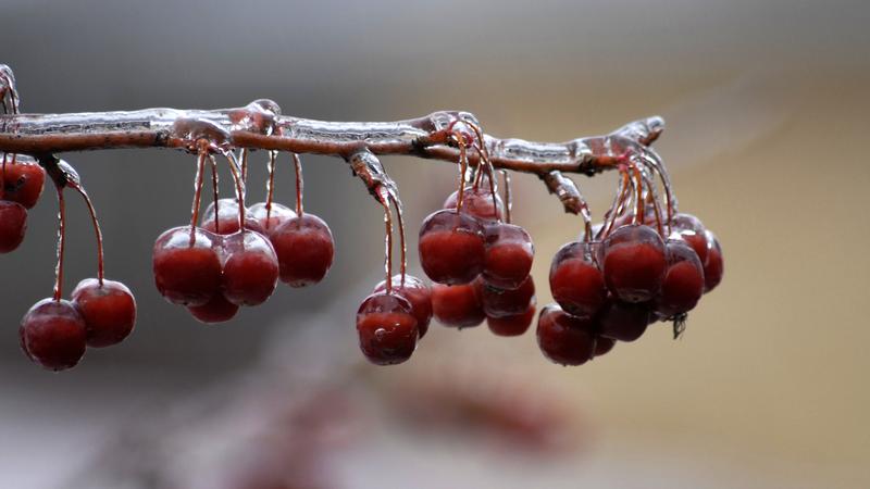 Parue dans : Nature hivernale