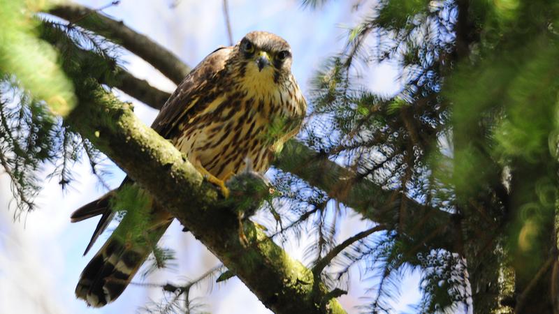 Parue dans : Oiseaux du Québec