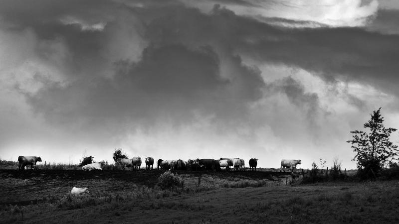 Parue dans : Paysage en noir et blanc