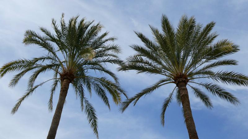 Parue dans : Torremolinos