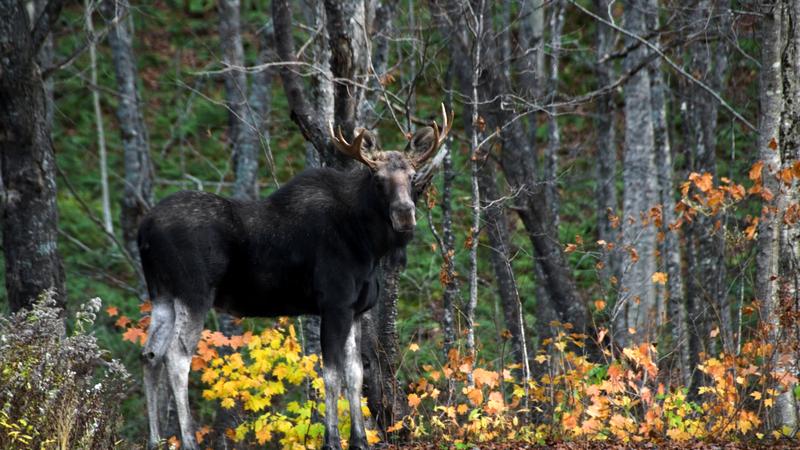 Parue dans : Parc national de la Jacques-Cartier