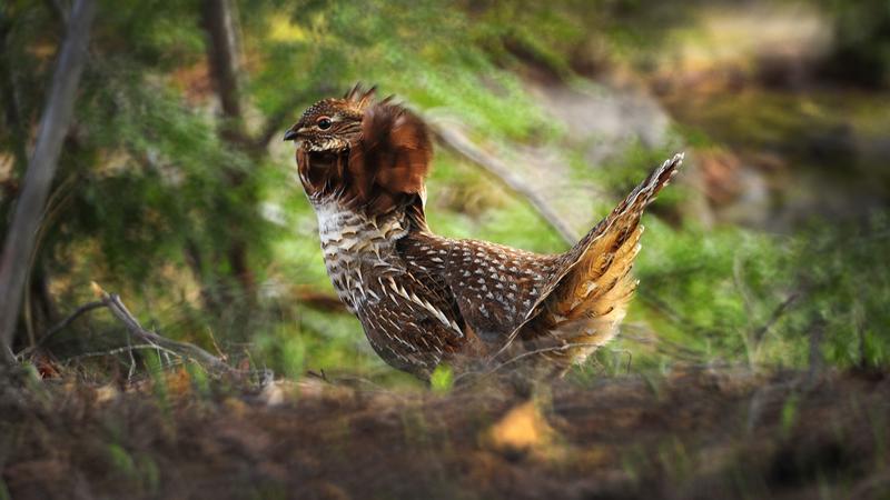 Parue dans : Oiseaux du Québec