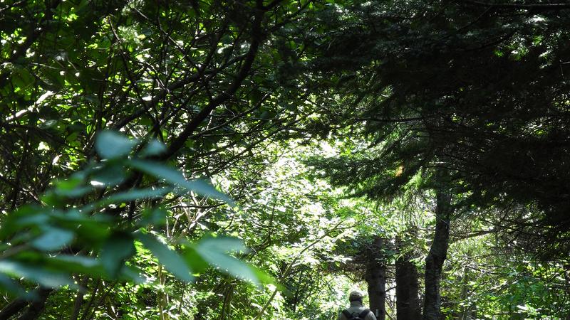 Parue dans : Parc national Forillon