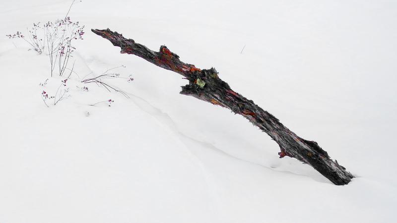 Parue dans : Nature hivernale