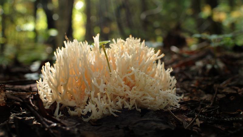 Parue dans : Champignons