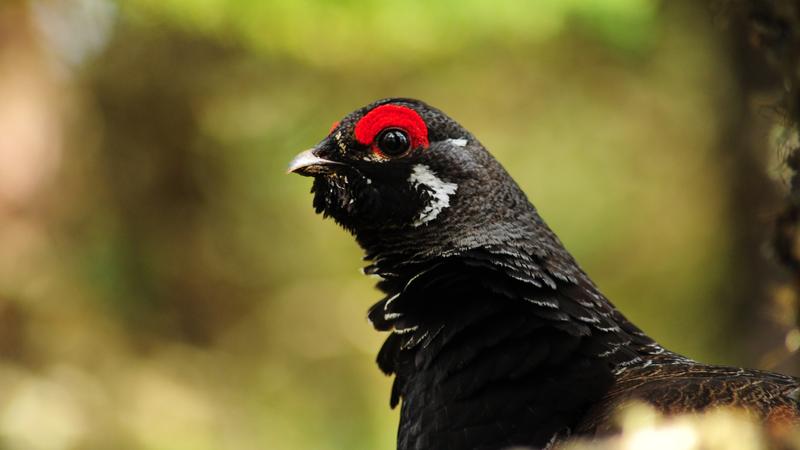 Parue dans : Oiseaux du Québec
