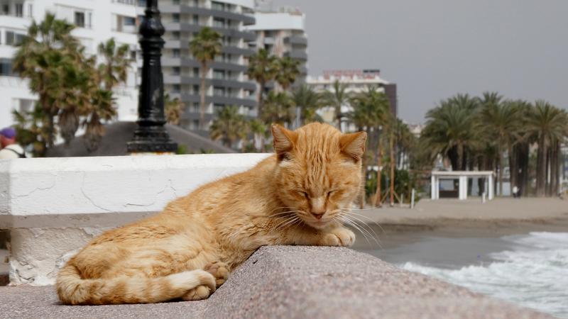 Parue dans : El Morro