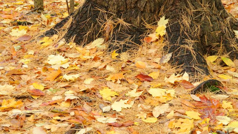 Parue dans : Bois-de-Coulonge