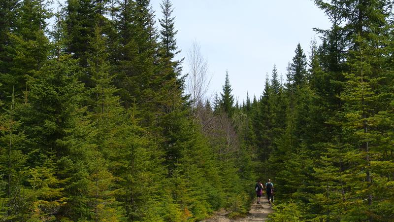 Parue dans : Parc national de la Jacques-Cartier