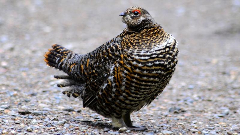 Parue dans : Mont Jacques-Cartier