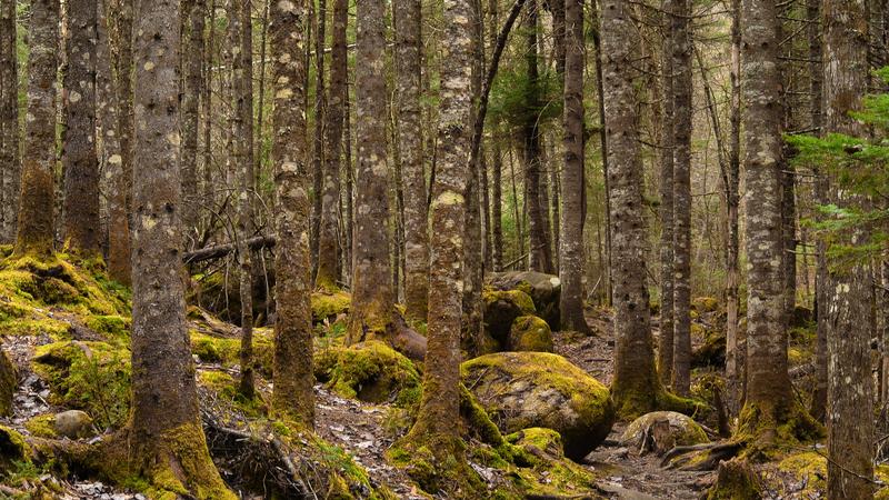Parue dans : Parc national de la Jacques-Cartier