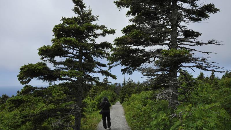 Parue dans : Skyline Trail ( Île du Cap Breton )