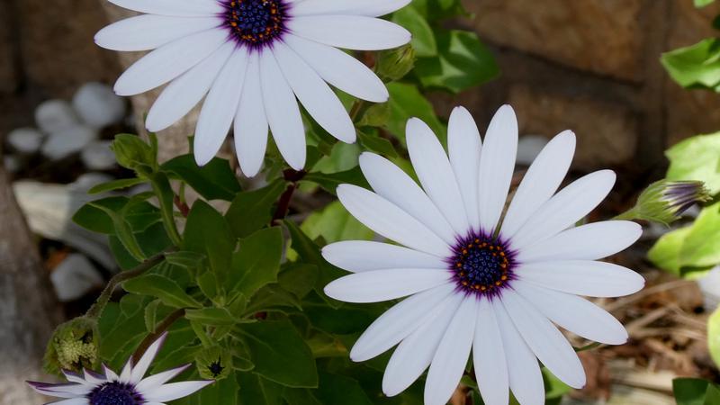 Parue dans : Entre ciel, mer et terre
