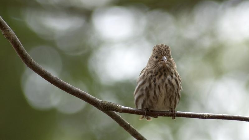 Parue dans : Oiseaux du Québec