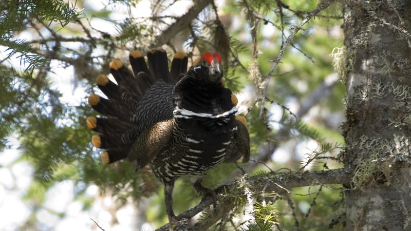 Parue dans : Oiseaux du Québec