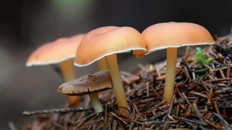 Parue dans : Champignons
