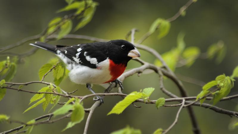 Parue dans : Oiseaux du Québec