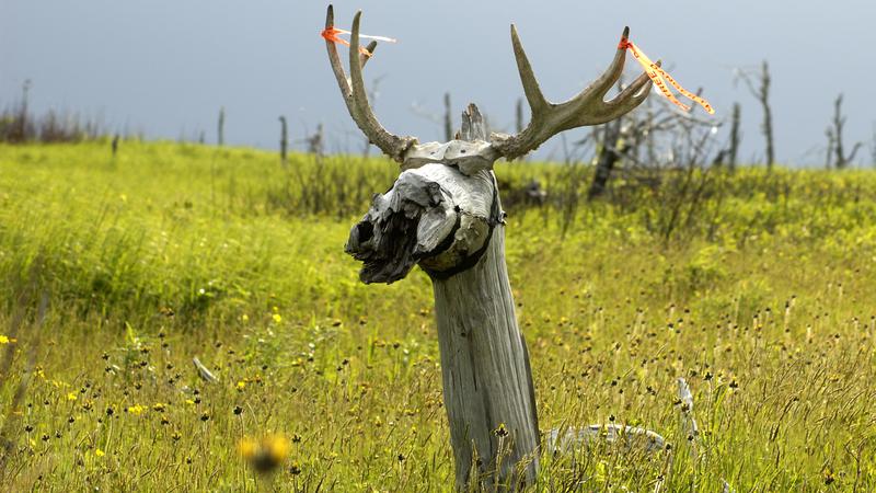 Parue dans : Terre Neuve deuxième voyage