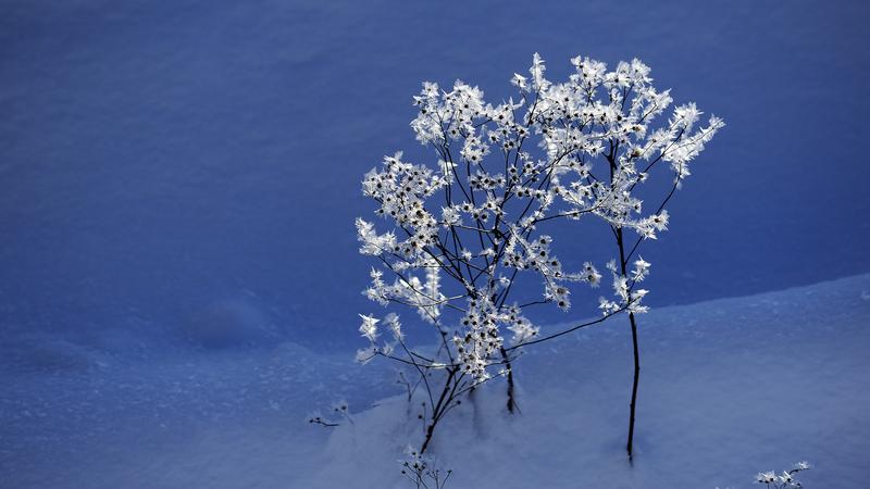 Parue dans : Nature hivernale