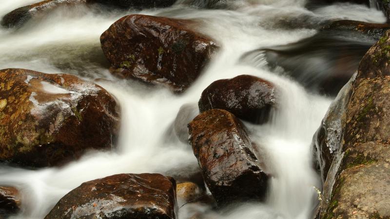 Parue dans : Parc national de la Jacques-Cartier