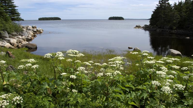 Parue dans : De Ship Harbour à Antigonish