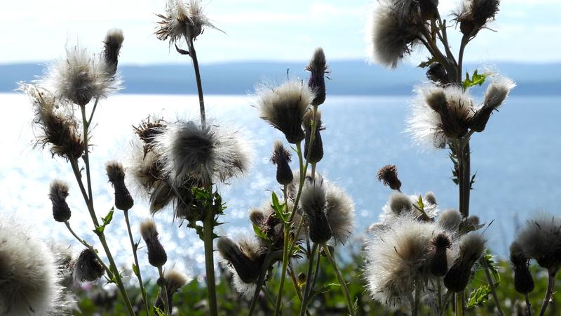 Parue dans : Parc national Forillon