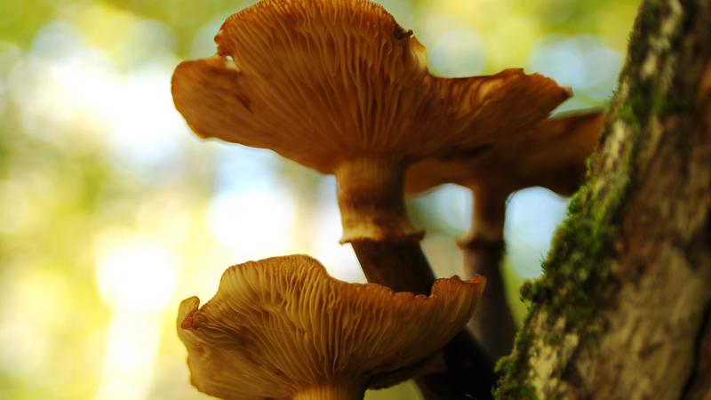 Parue dans : Champignons