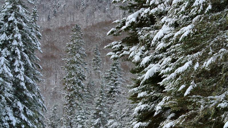 Parue dans : Parc national de la Jacques-Cartier