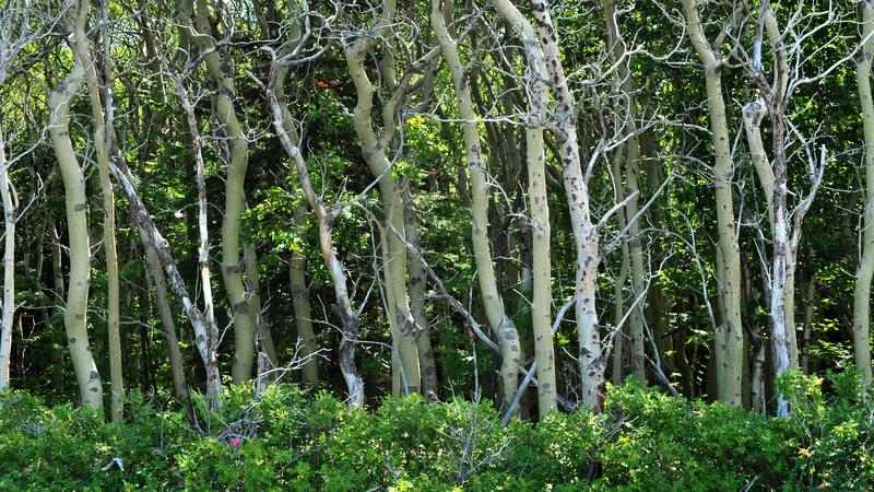Parue dans : L'Île-aux-Lièvres