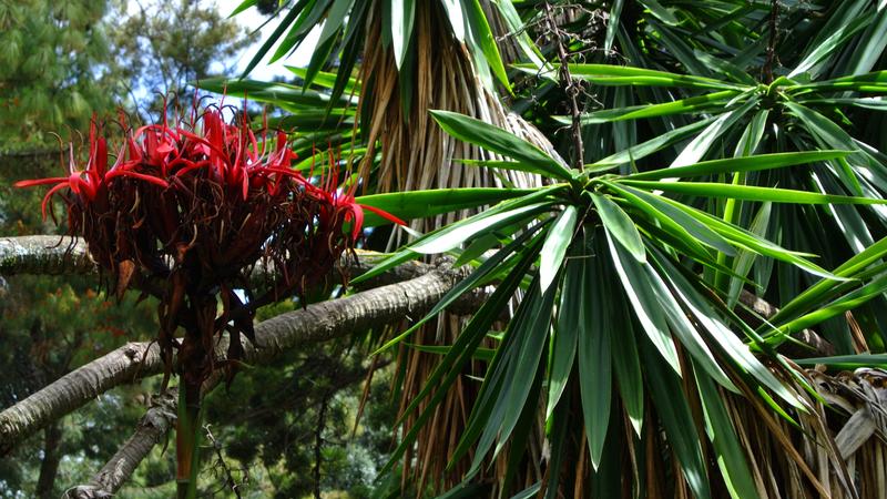 Parue dans : Lisbonne : jardins, parcs et églises