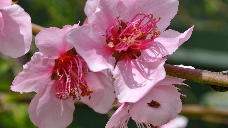 Parue dans : Lisbonne : jardins, parcs et églises