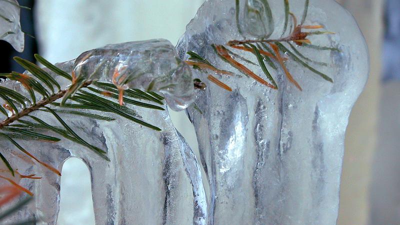 Parue dans : Nature hivernale