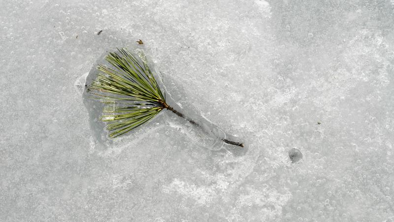 Parue dans : Nature hivernale