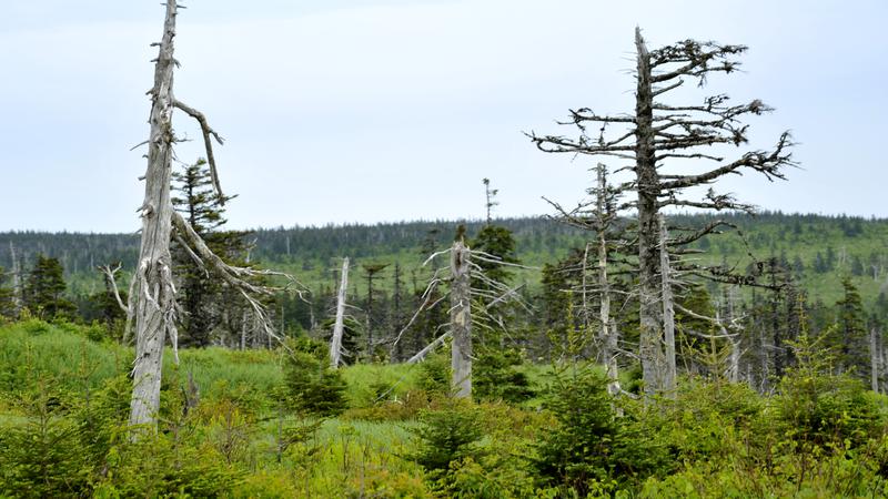 Parue dans : Cabot Trail (Côté Golfe St-Laurent)