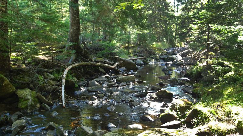 Parue dans : L'île Grand Manan