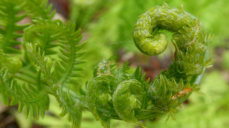 Parue dans : Macrophotographie