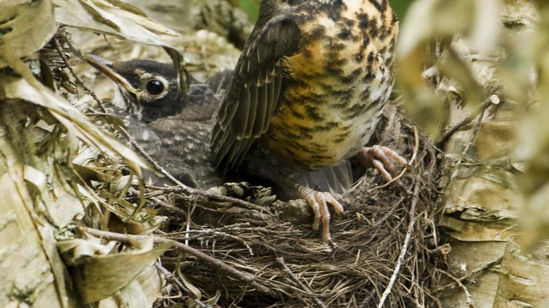 Parue dans : Oiseaux du Québec