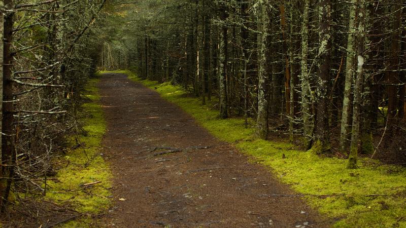 Parue dans : Parc national du Bic