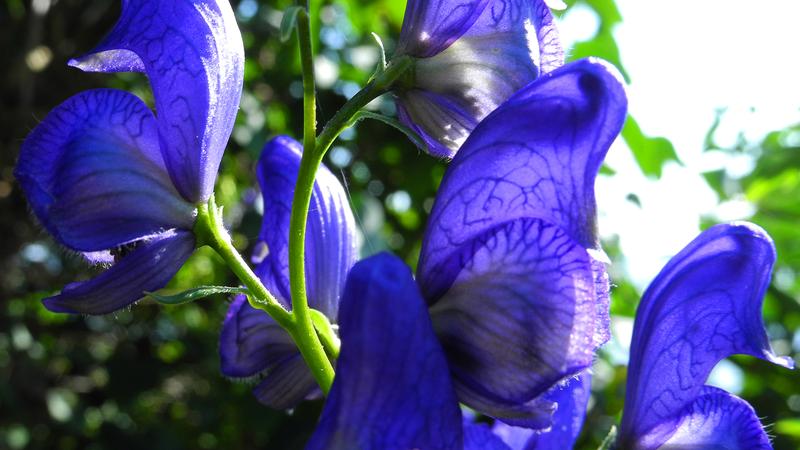 Parue dans : Parc national Forillon
