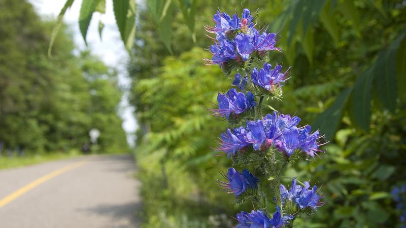 Parue dans : Lac Saint-Jean