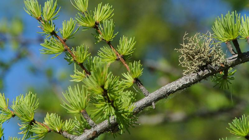 Parue dans : Balades en quatre saisons