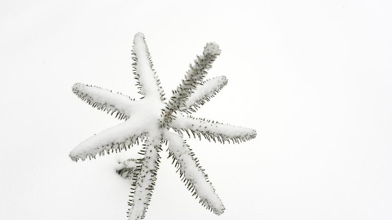 Parue dans : Nature hivernale