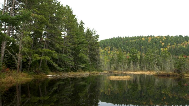 Parue dans : Parc national de la Mauricie