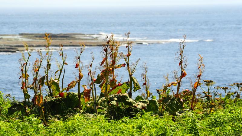 Parue dans : L'Île aux Perroquets