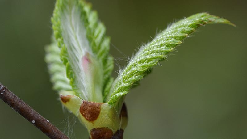 Parue dans : Macrophotographie