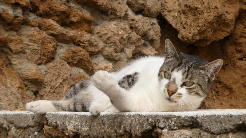 Parue dans : El Morro