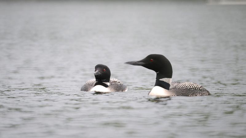 Parue dans : Oiseaux du Québec