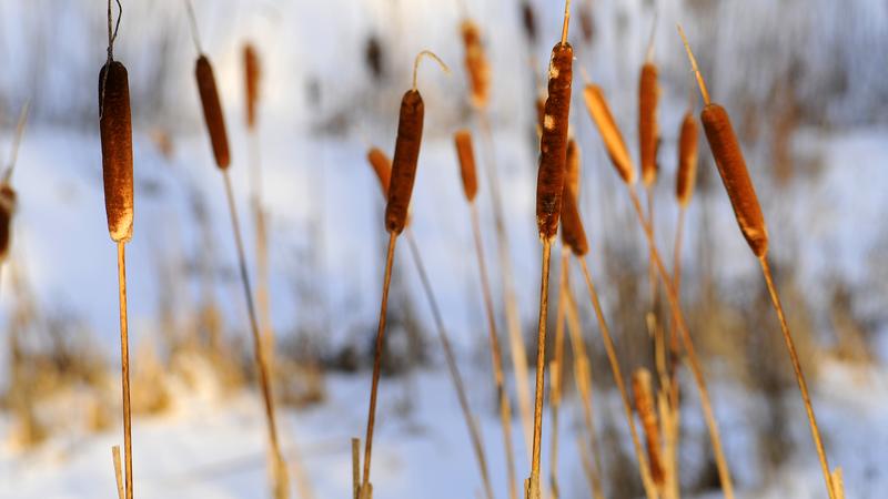 Parue dans : Nature hivernale