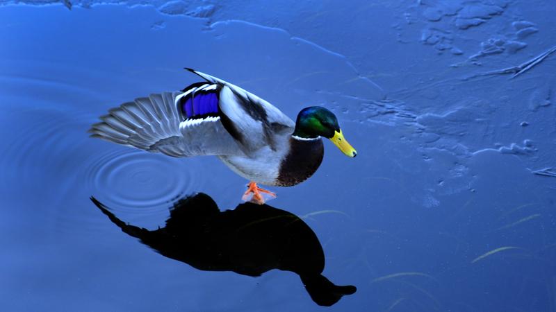 Parue dans : Oiseaux du Québec