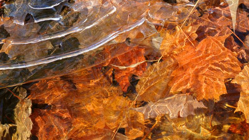 Parue dans : Gel d'automne